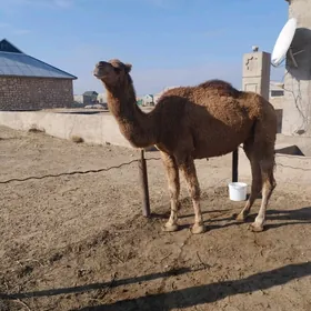 Düýe Bir botlan ýaş düýe