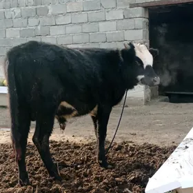 iki sany tohum öküz