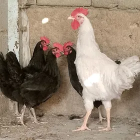 gigant jersi yumurtga