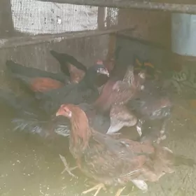 mitis  juje  gowy  zatlar