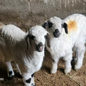 ЕКИЗ ЙЕТИМЕК ГУЗЫ