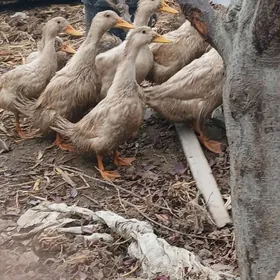 Ördek Indutga induk towuk öküz