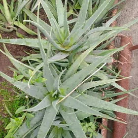 aloe