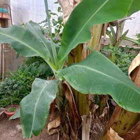 Banan средний