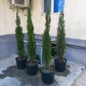 Tuya Yolka Туя Ёлка