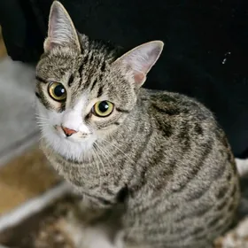 Кошечка отдам в добрые руки