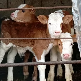 Simental Öküz Tüwe Göle