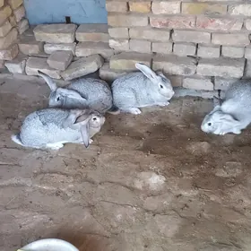 Сатлык Товшан