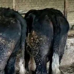 Corny piyostyra tuwe