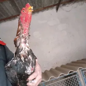 türk Türkmen garyşyk