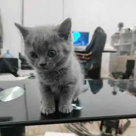 pisik shotlandskiy paroda