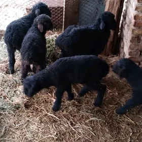 turkmeni Otygan Guzy