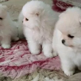 Памеранский шпиц Собака