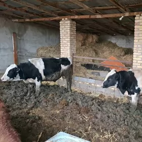 Galsteyin 2okiz smental göleli