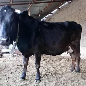 B0G0Z ÇORNY PIÝOSTYR SYGYR