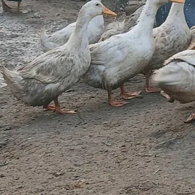 Ördek Indutga Gus towuk guş