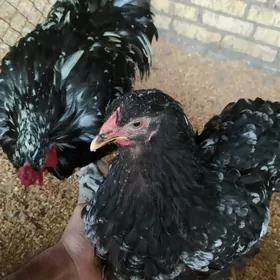 myramir brama yumurtgasy bar