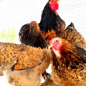 tyomni porselen brama