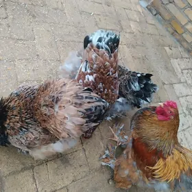 poselen brama yumurtgasy bar