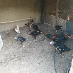 Tasken yeri nohur 8 aylik