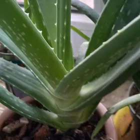 Aloý .Алоэ вера лече.