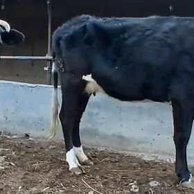 B0G0Z ÇORNY PİÝOSTR SYGYRLAR