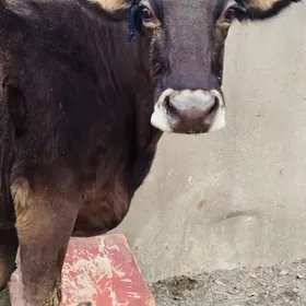 Gibrit süÿytly sygyr