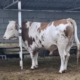 Simental okuz Orginal