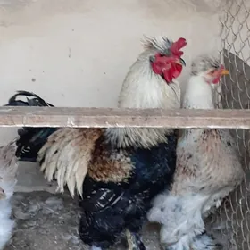 Horaz dalgar 6 aýlyk sagdyn