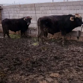 baklan okuz we sygyr