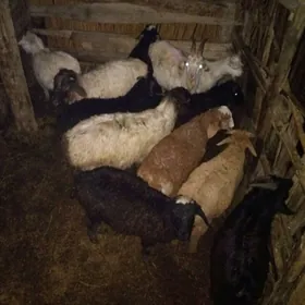 13sany hemmesi bakylan 4ay