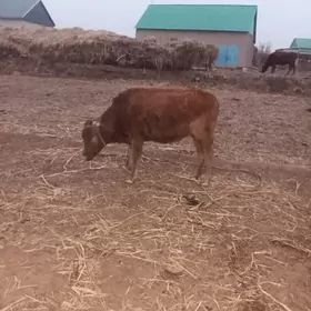 богаз.качар