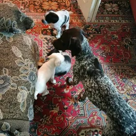 Щенки испанской спанэли