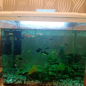Аквариум вместе с рыбками