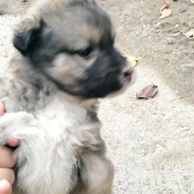 Звонок собачки