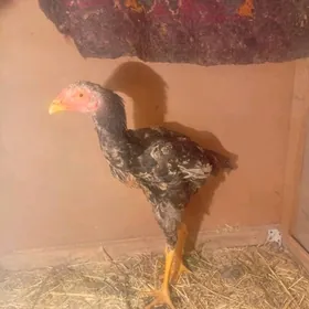 TASKENT HOTASKENY JÜJE