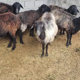 Bogaz Kurti Goyunlar 7 sany