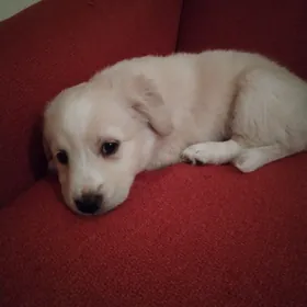 Отдадим щенка в добрые руки