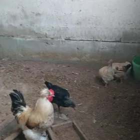 ORGİNAL 8SANY GUŞ  BAR