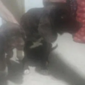 Arassa gan aw itleri