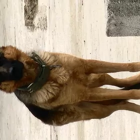 Ищем мальчика