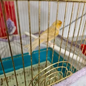 kanareyka канарейка