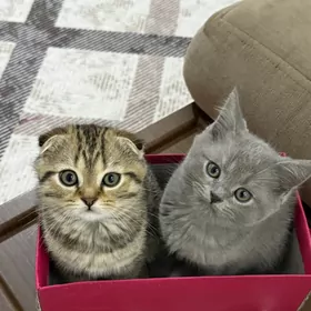 şatlan Paroda pişik