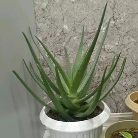 Aloe guller derman un