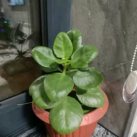 rysgal gulleri. денежные расте