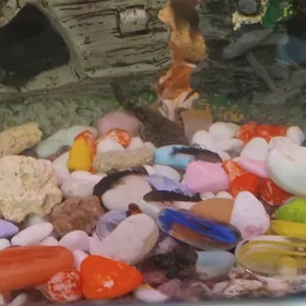 сомики присосы ( анцитрусы)