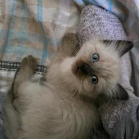 Котенок сиамский девочка