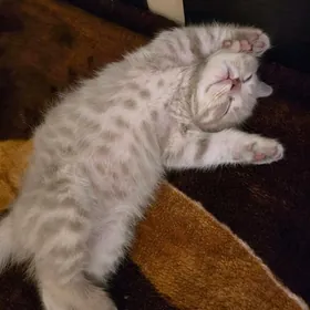 Котята шотландские