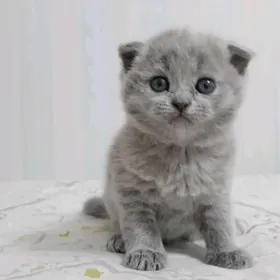 ВИСЛОУХИЕ ШОТЛАНДСКИЕ КОТЯТА