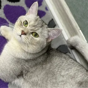 кот для  свидания